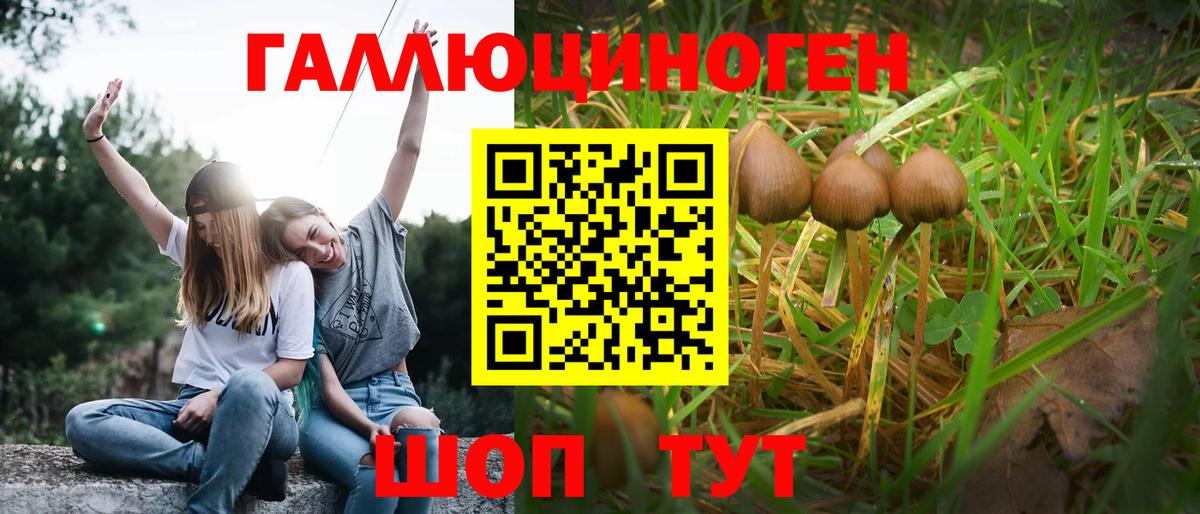 Псилоцибиновые грибы Psilocybe Новоалтайск